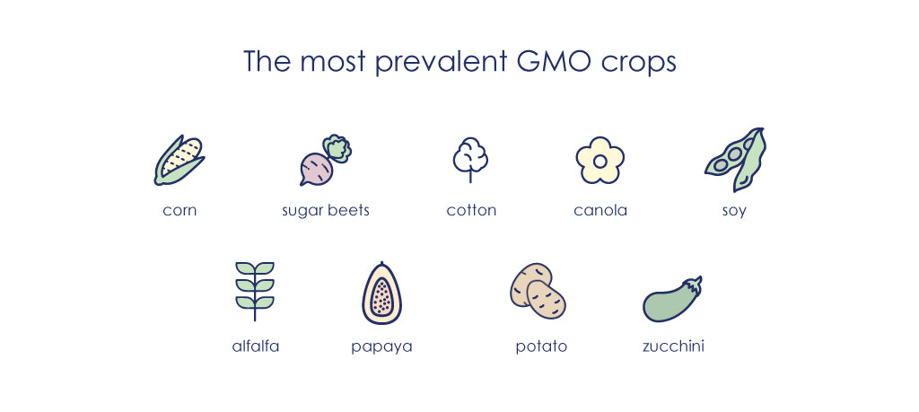 Most prevalent GMO crops include corn, soy, cotton, alfalfa, beets, and canola