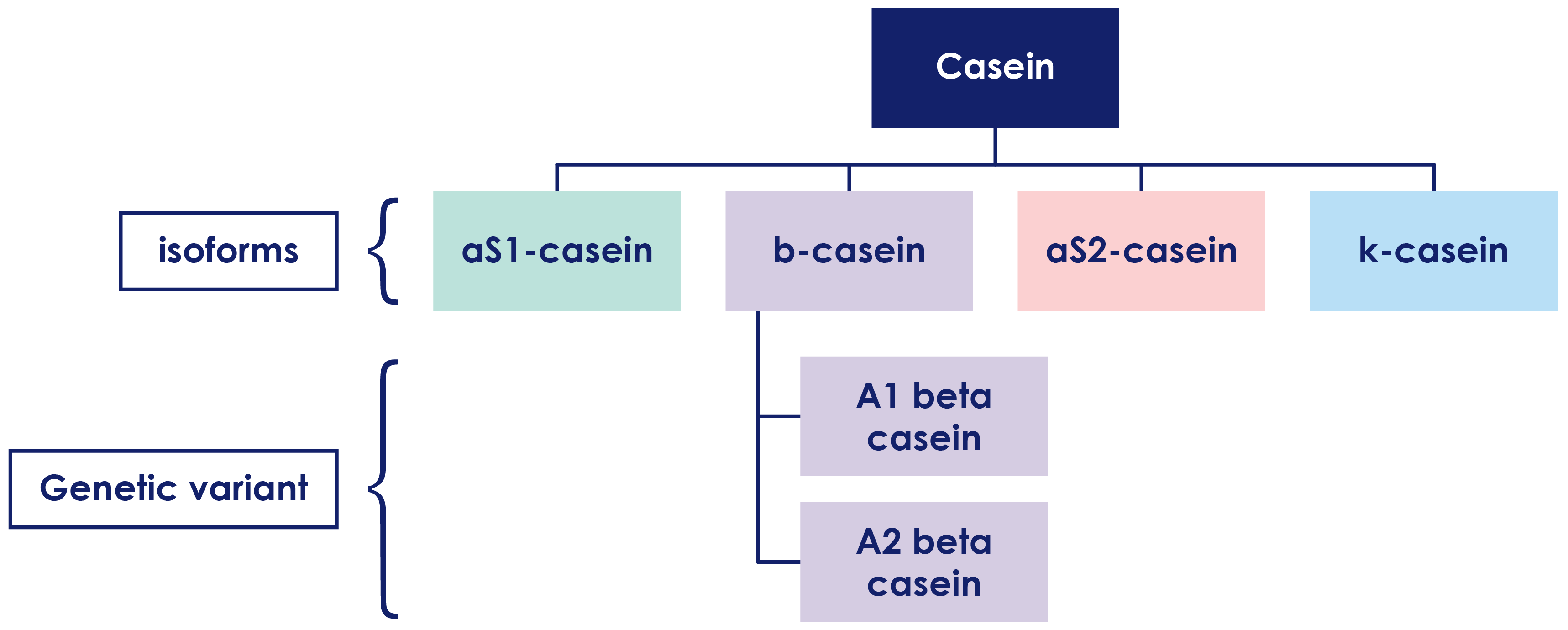 Casein composition chart with A1 and A2 beta casein