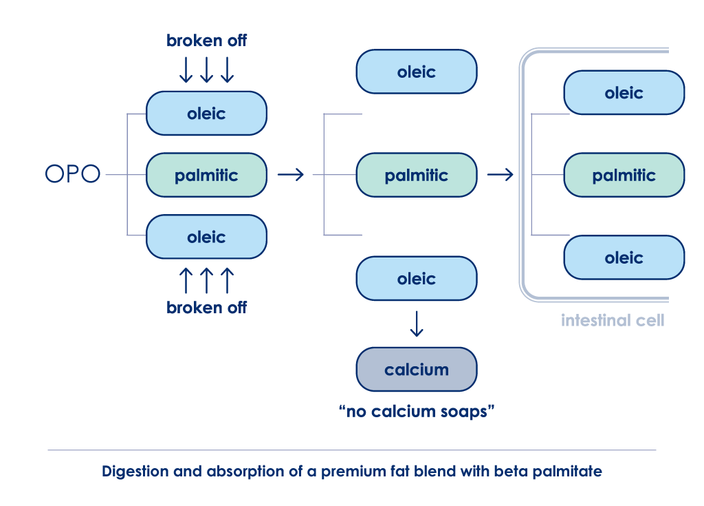 Digestion and absorption of a premium fat blend with beta palmitate