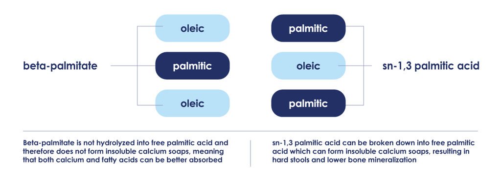 structural illustration of beta-palmitate vs sn 1,3 palmitic acid